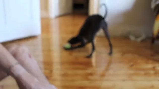 Rudy's first Christmas смотреть онлайн
