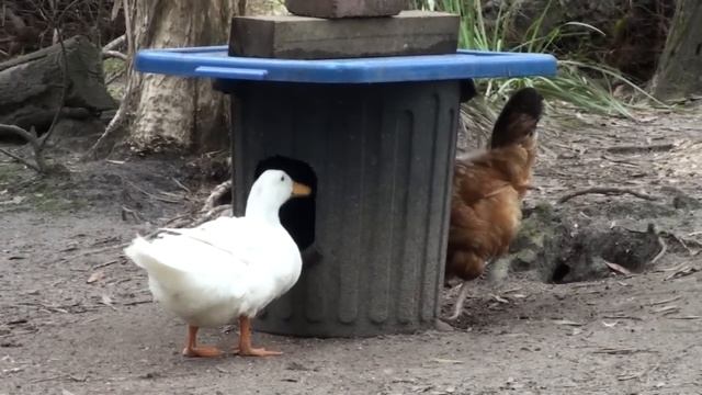 DIY Chicken Feeder Bin NO MESS Bulk Cheap & Easy to Do! смотреть онлайн