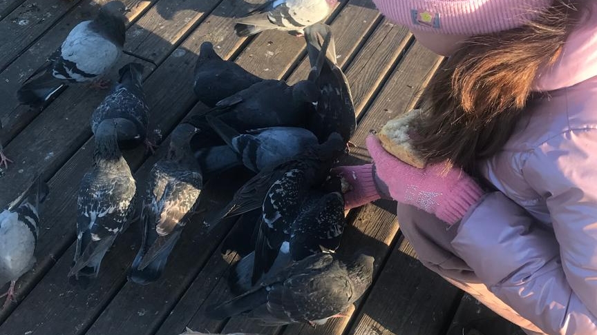 весёлая Настя кормит голубей и уток смотреть онлайн