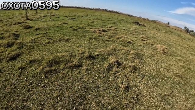 Охота на Фазана в Дагестане с Гончими! смотреть онлайн