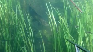 Подводная охота с арбалетом Красивые подводные виды