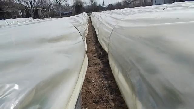 ТУННЕЛИ ПАРНИКИ для клубники. Плёнка или агроволокно? Ранний урожай при маленьком бюджете. смотреть онлайн
