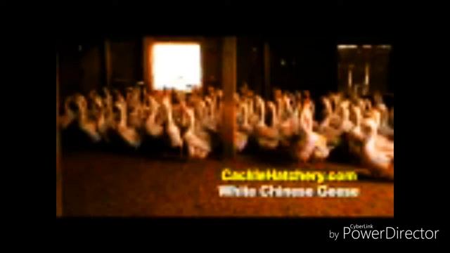 Windows NT4 Shutdown смотреть онлайн