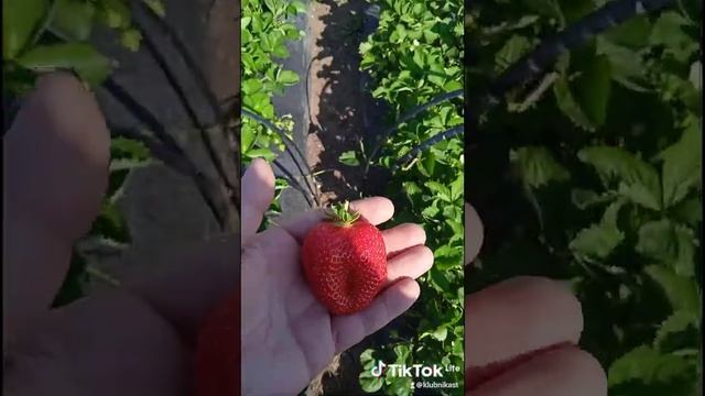 Первый сбор Клери и Альба. крупная клубника. смотреть онлайн