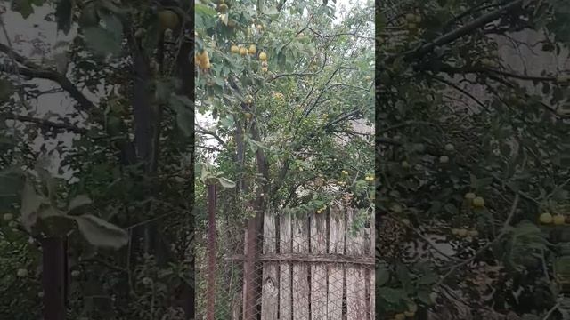 установка балаганов #огород #клубника #дача #1000000 #лето #сад #2024 #farming смотреть онлайн