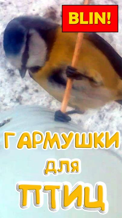 Лазоревки на кормушке