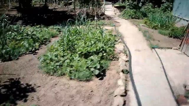 ОБЗОР НАШЕГО  САДА, СКОРО ЛЕТО