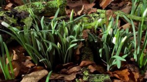 Нежный Подснежник - детская песня - Лансере