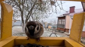 УСТАНОВИЛИ КАМЕРУ В КОРМУШКУ ДЛЯ ПТИЦ! + КОНКУРС в честь 1.000 подписчиков