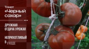 Томат Чёрный Сахар