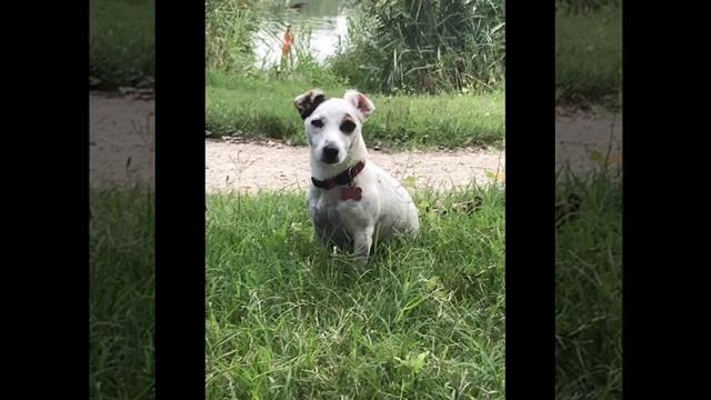 Stella Jack Russell - LE VOSTRE FOTO смотреть онлайн