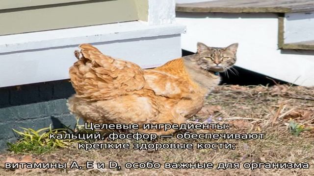 Applaws (Апплаус) — корм для кошек и котов смотреть онлайн