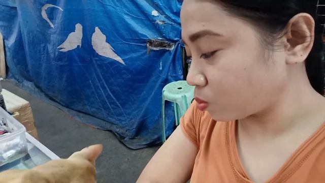 funny street cat genius 2021/ street cat kiss the girl смотреть онлайн