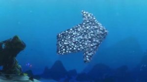 Живая рыба - Мотивационная детская песня - клип / live fish - мультклип