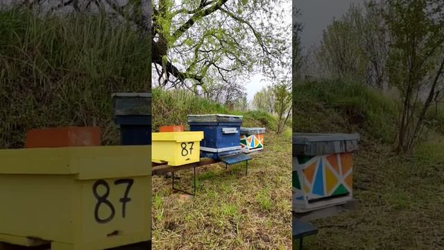 Подселить пакеты сегодня не позволила погода. Зато птицы поют прекрасно. смотреть онлайн