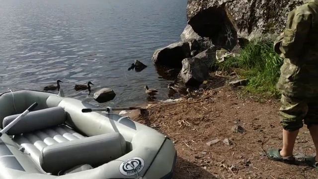 Прикормленные утки на острове, озеро Вуокса смотреть онлайн