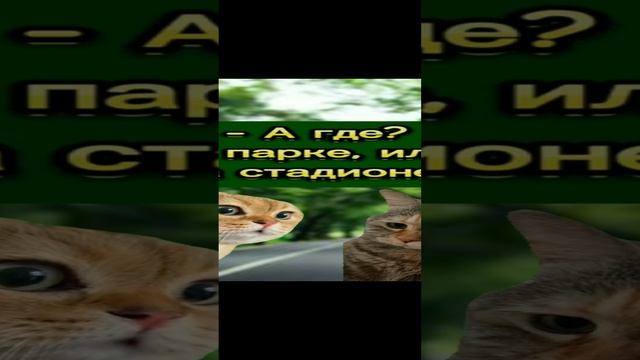 Смешные котики смотреть онлайн