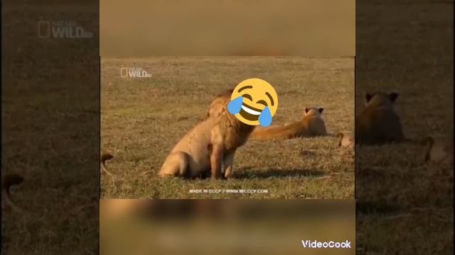 жиза смотреть онлайн