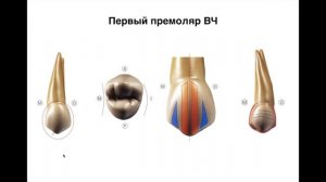 Вебинар Анатомия зубов. Полная версия #ИзиРесто №1