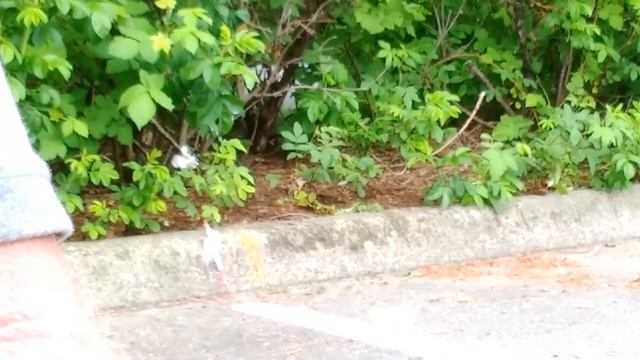 Throw Starbuckets garbage out your window birds love the chemical ingredients, gets rage going... смотреть онлайн