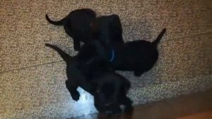 Щенки собаки Кане Корсо растут. Нам уже 2 месяца. #canecorso