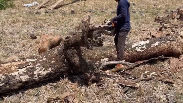 A little problematic... Cut down lots of dry trees lining the edge of the rice fields. смотреть онлайн