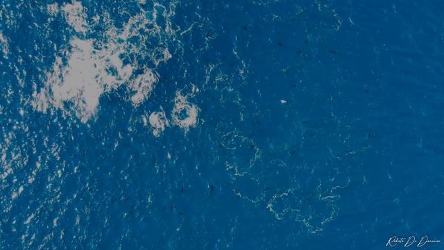 ++ La caccia in branco deiTonni nello Stretto di Messina ++ #drone #tonno #strettoDiMessina смотреть онлайн