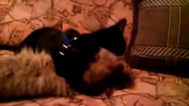 Любовь кошек 2 смотреть онлайн