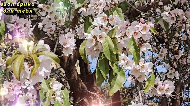 Сегодня 19 марта день денежных открытий, наденьте этот цвет одежды. Лунный день. Карта Таро Послани смотреть онлайн