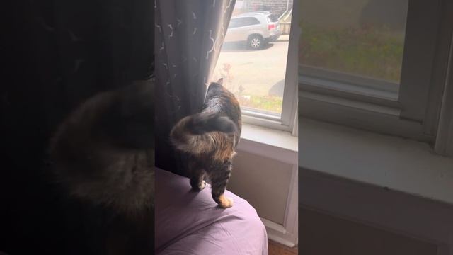 Luna wanted me to look outside the window with her 💙🐈 смотреть онлайн