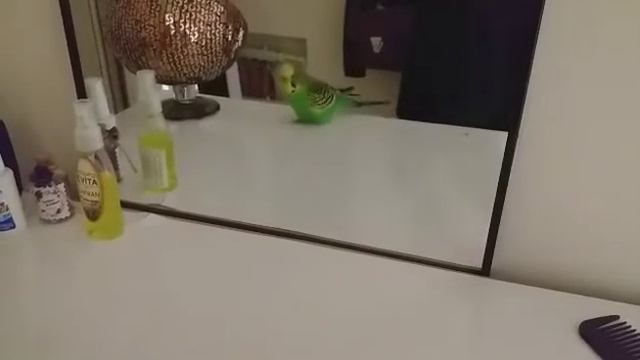 Волнистый попугай Кеша 🐦✅Знакомство с новым зеркалом ✅ смотреть онлайн
