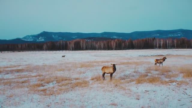 По регионам! Республика Тыва смотреть онлайн