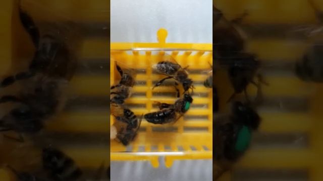 Уже с утра обсуждают погоду☁Как думаете, что было на видео: матку покормили, умыли, поговорили❔ смотреть онлайн