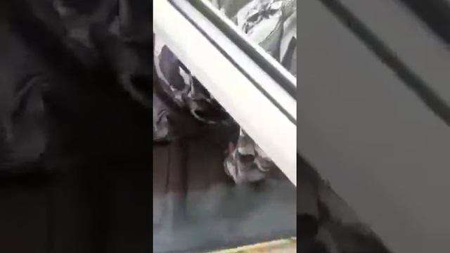 The ass-kateers: jum...climbing out the window with this смотреть онлайн