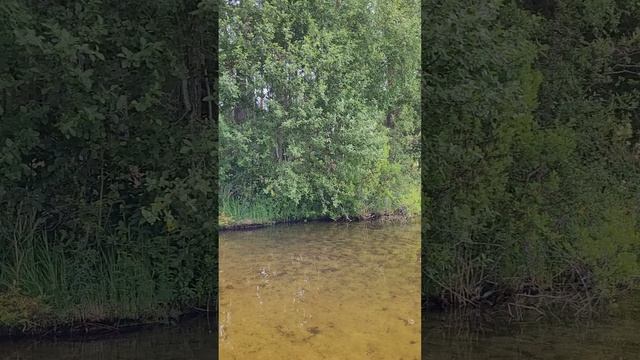 Карелия 2024. Озеро Снетково. Июль 2024г (Часть 5).mp4 смотреть онлайн