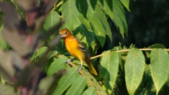 Outdoor sound monitor Nature's Window. Hear the sound of birds indoors with your windows closed. смотреть онлайн