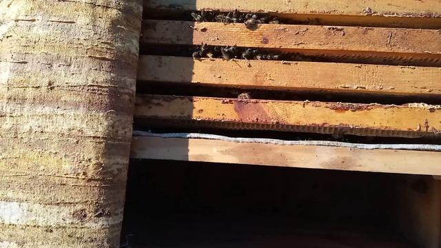 как пчелы собираются в клубе