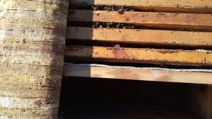 как пчелы собираются в клубе