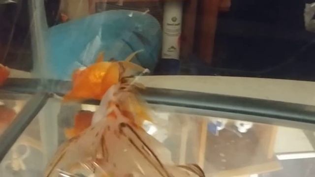 Treating goldfish bloat with Epsom salt смотреть онлайн