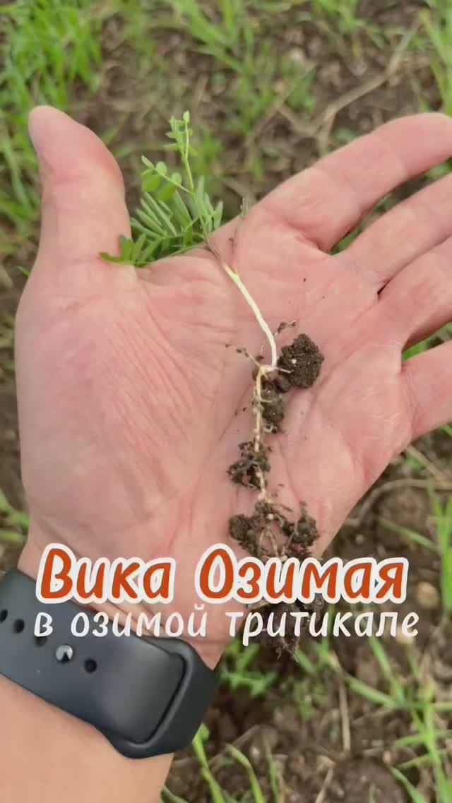 БИНАРНЫЕ ПОСЕВЫ. Вика озимая и озимая Тритикале. #agriculture #жизньагрономанедома #поля #farming