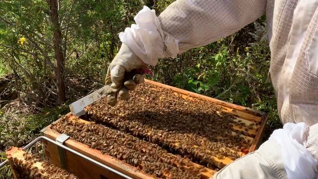 Beekeeping. Single Brood Chamber. October 13. Final inspection of the year. смотреть онлайн