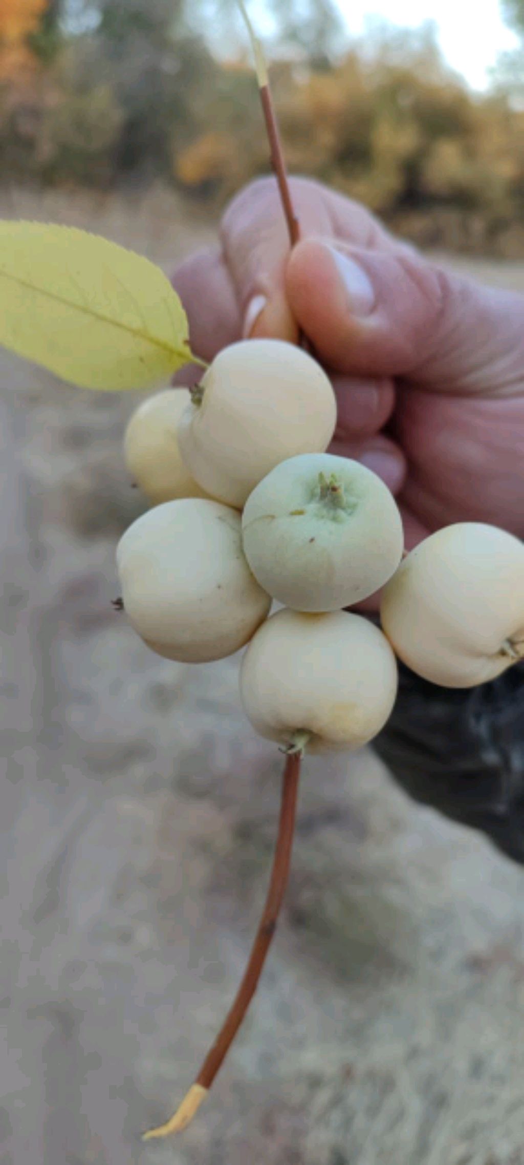 милые котики