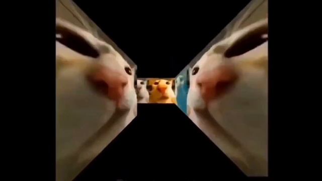 Stinky cat maze meme смотреть онлайн