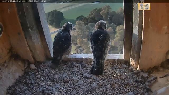 CSU Orange Peregrine Falcon Cam ~ Window Sill Explorer ~ Tracking Parent Fly By 11.4.18 смотреть онлайн