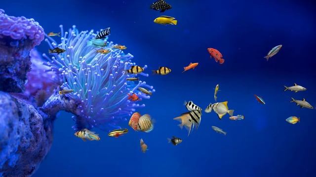 Underwater Digital Fish Aquarium (60FPS HDX) Relaxing Fullscreen Screensaver смотреть онлайн