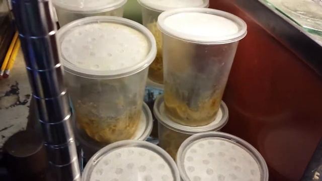 Window screen in my Fruit Fly culture. смотреть онлайн