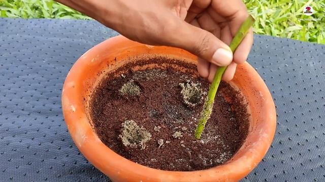 গোলাপের চারা করুন - এই নিয়মে 100% সাকসেস হবে | How To Grow Rose Cuttings With Honey смотреть онлайн