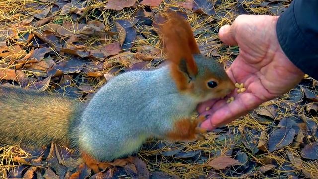 Осенний листок - Наталия Лансере - Детская песня про осень - Сhildren's song about autumn - Lansere смотреть онлайн