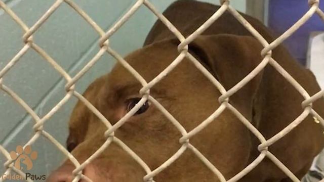 It Was Left At the Door of the Shelter There Was Also a Heartbreaking Note! смотреть онлайн