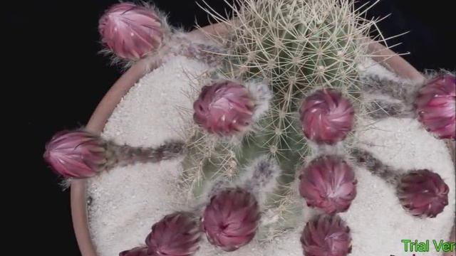 Как цветут кактусы смотреть онлайн